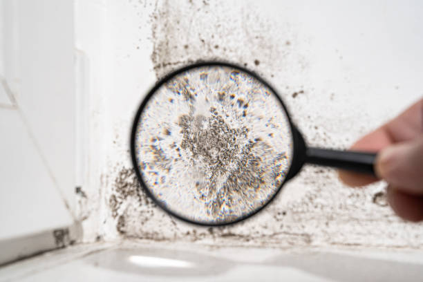 Why You Should Choose Our Mold Remediation Services in Jennings, MO